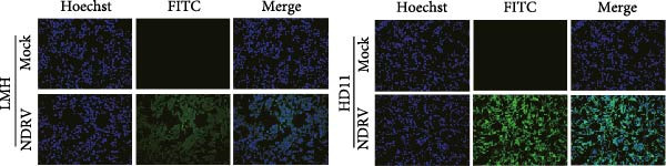 Figure 19