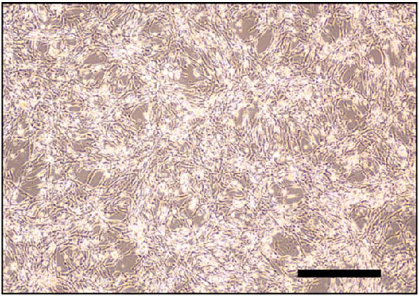 Figure 33