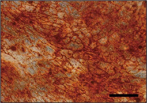 Figure 34