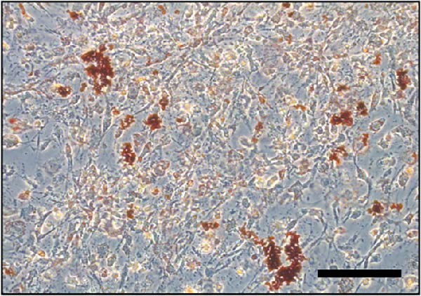 Figure 35