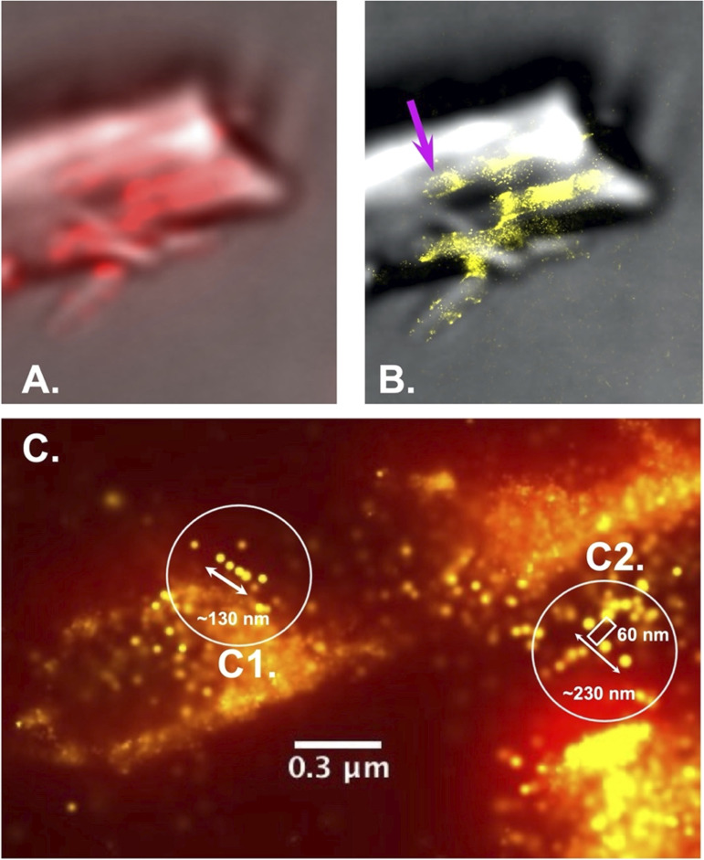 Figure 11