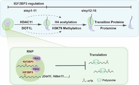 Figure 13