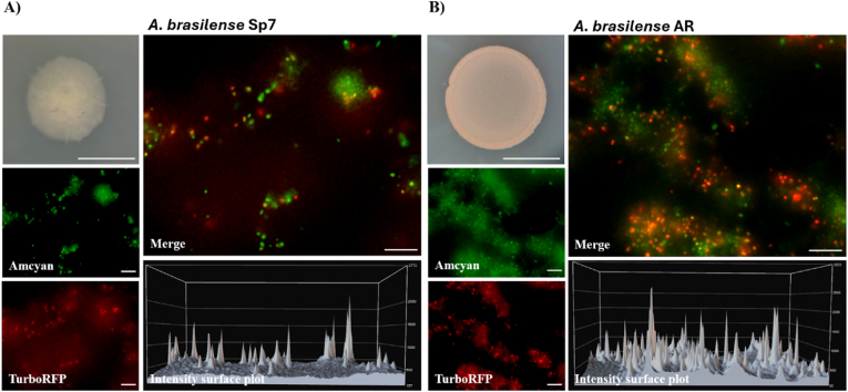 Figure 5