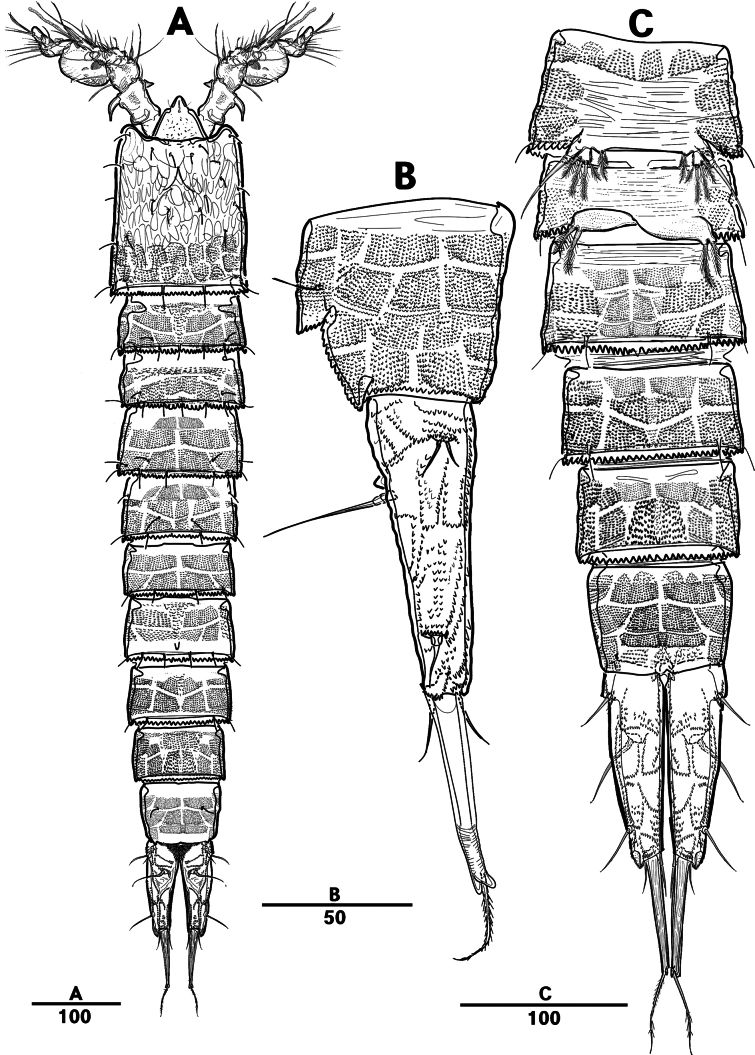 Figure 24