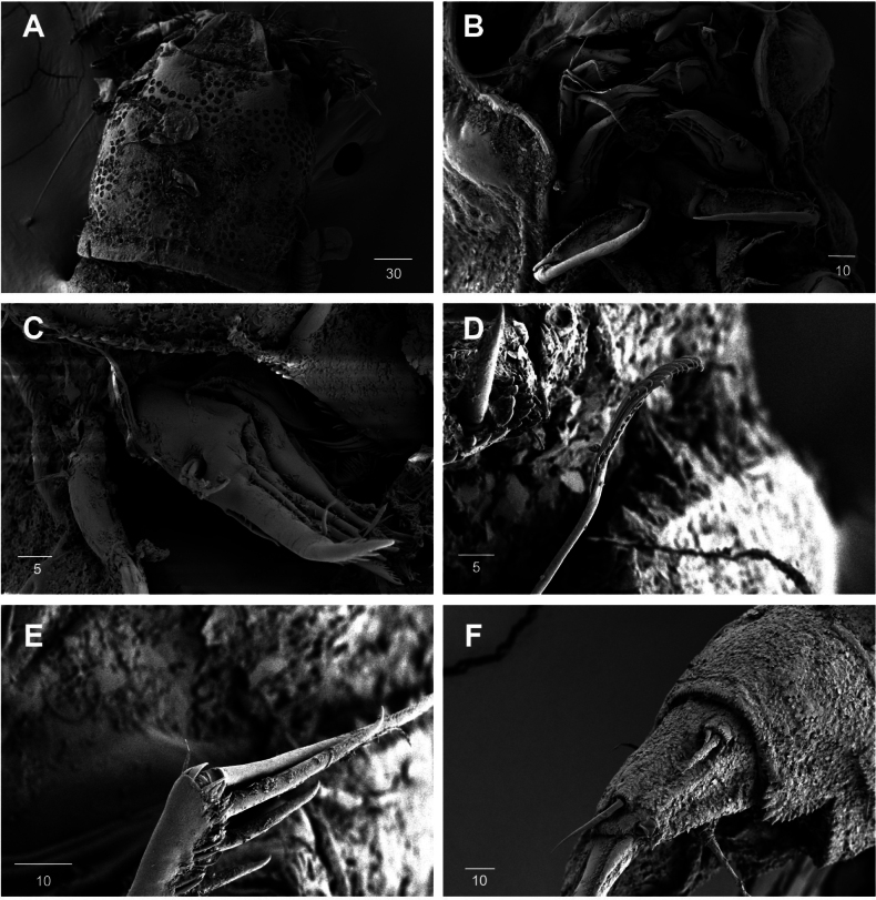 Figure 36