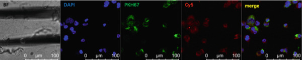 Figure 23