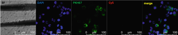 Figure 24