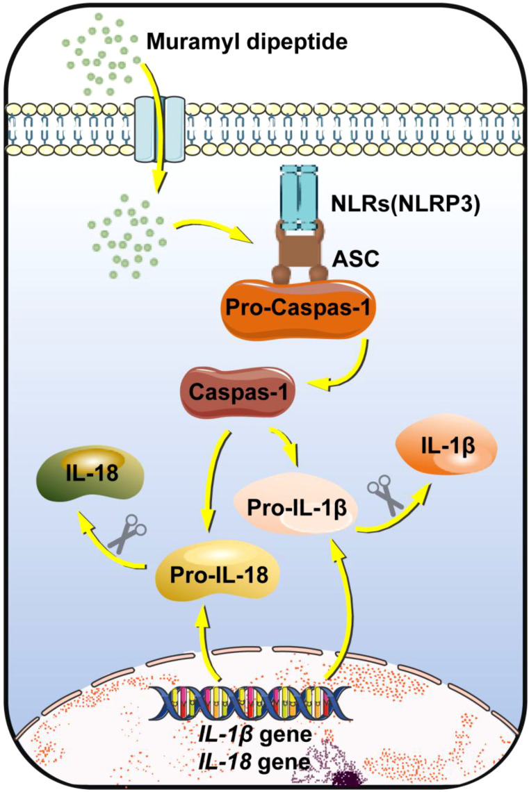 Figure 2