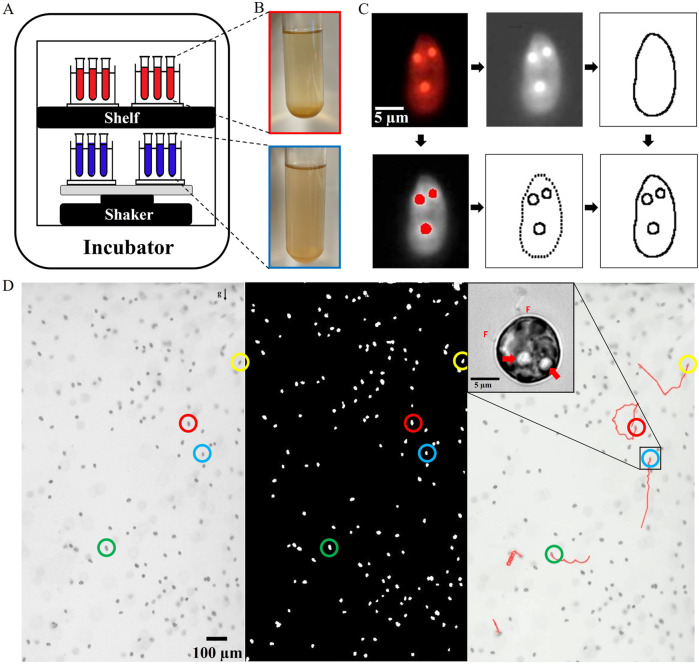 FIGURE 1