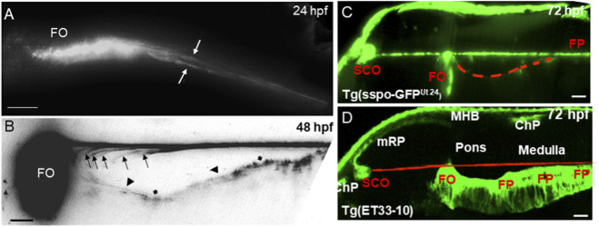 FIGURE 2