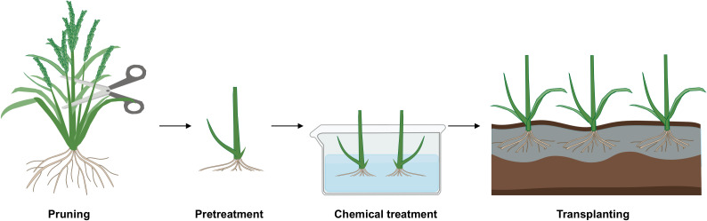 Figure 4