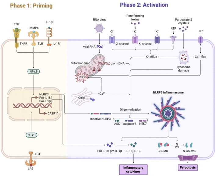 FIGURE 1