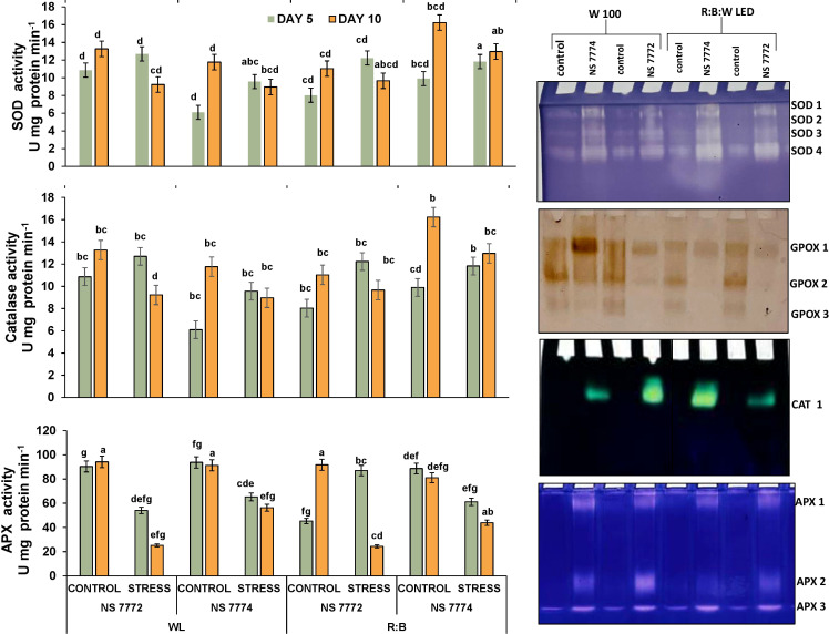 Figure 4