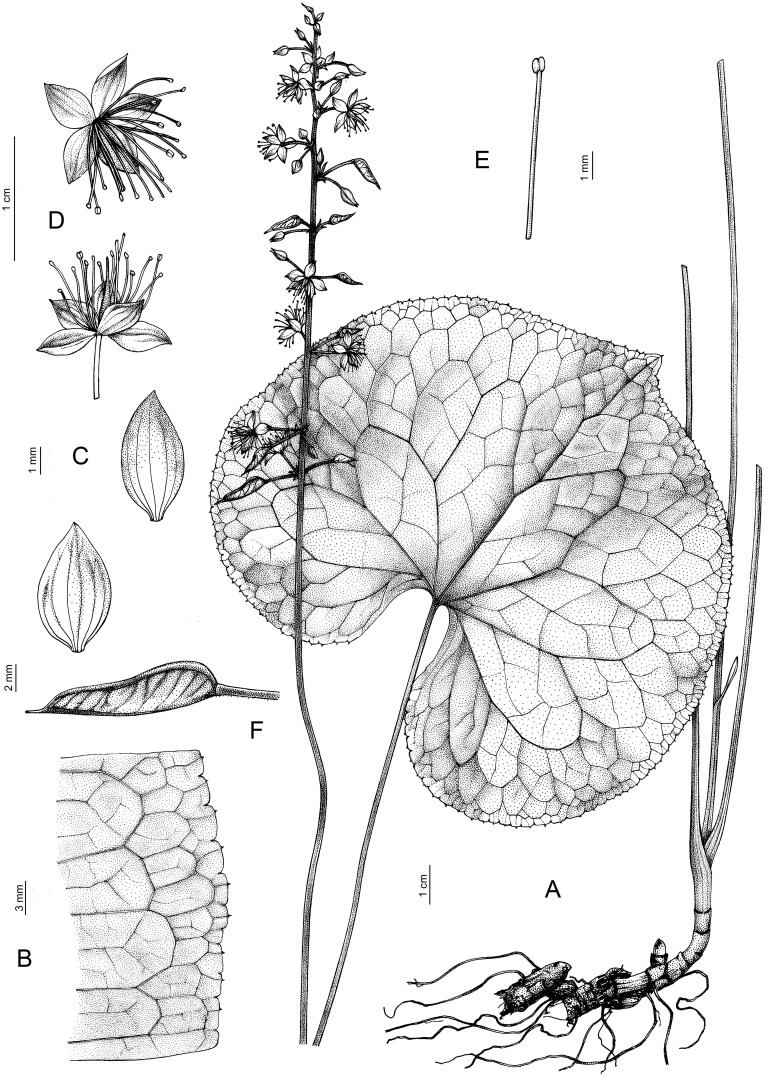 Figure 11