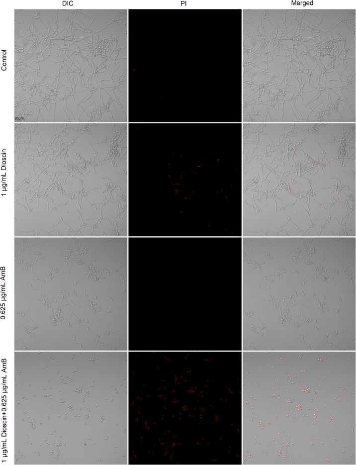 Figure 6