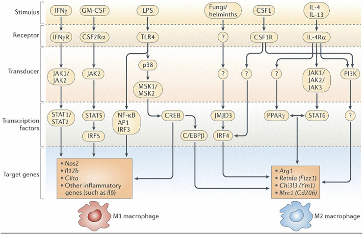 FIGURE 1