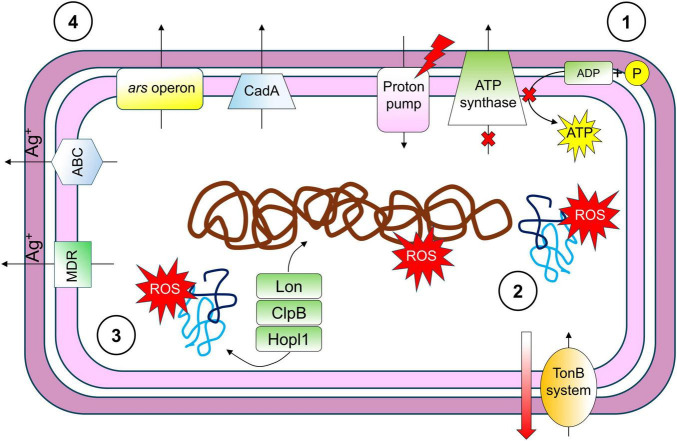 FIGURE 7