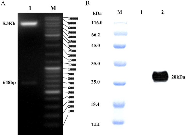 Figure 2