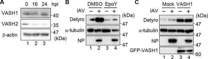 Fig 5