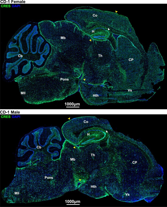 FIGURE 2