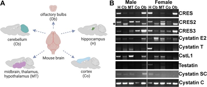 FIGURE 1