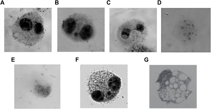 Fig 3