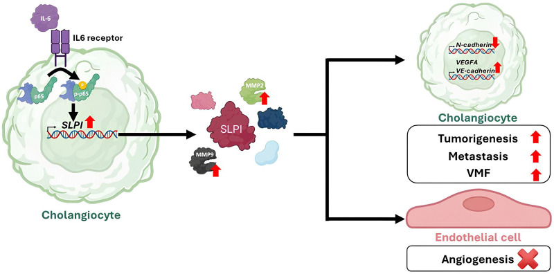 Fig 7