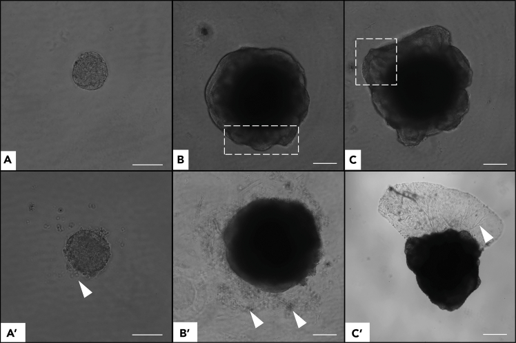 Figure 7
