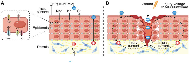 Figure 1