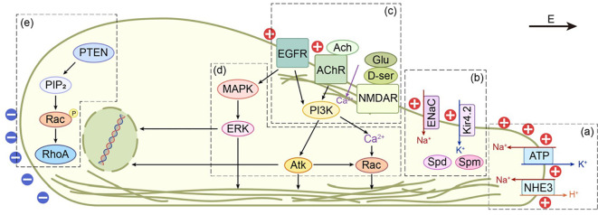 Figure 2