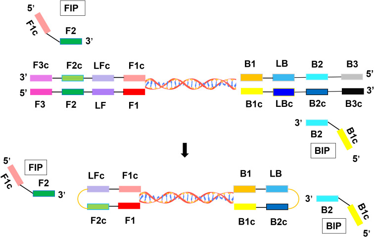 Figure 1