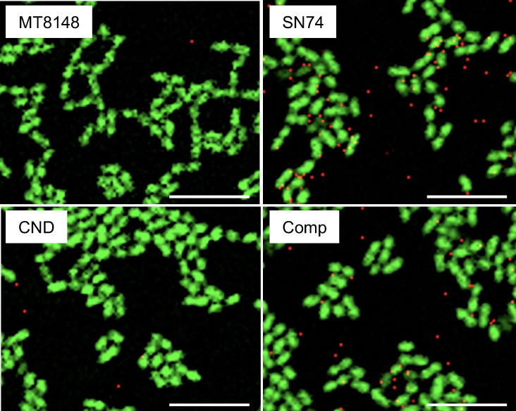 Figure 5