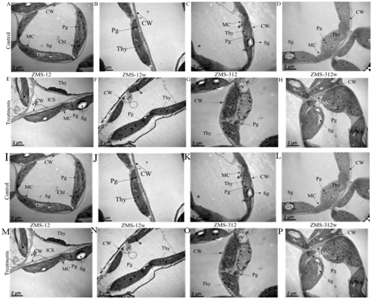 Figure 4