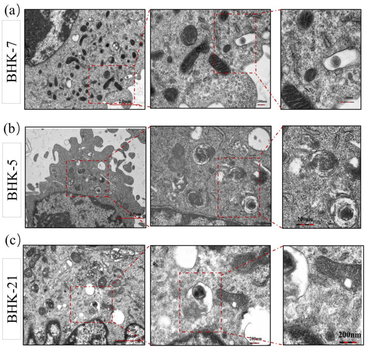 Figure 4