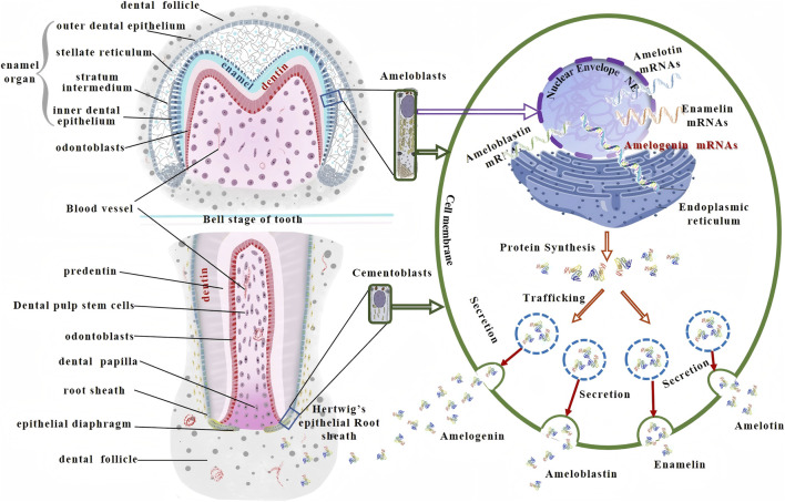 FIGURE 4