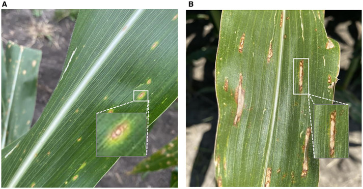 Figure 2