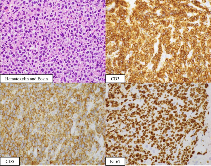 FIGURE 4