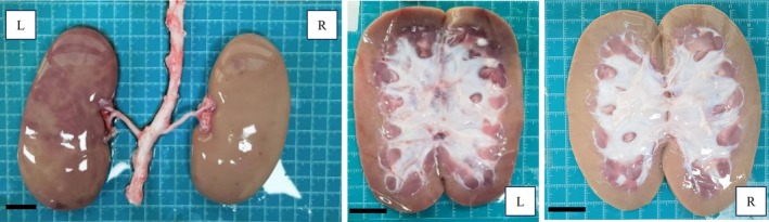 FIGURE 11