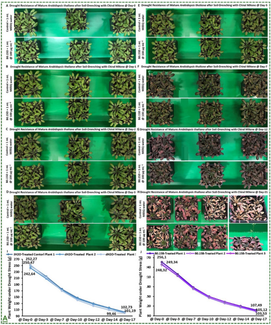 Figure 25