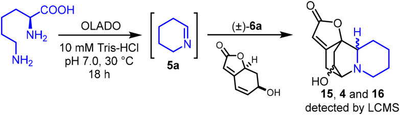 Scheme 5