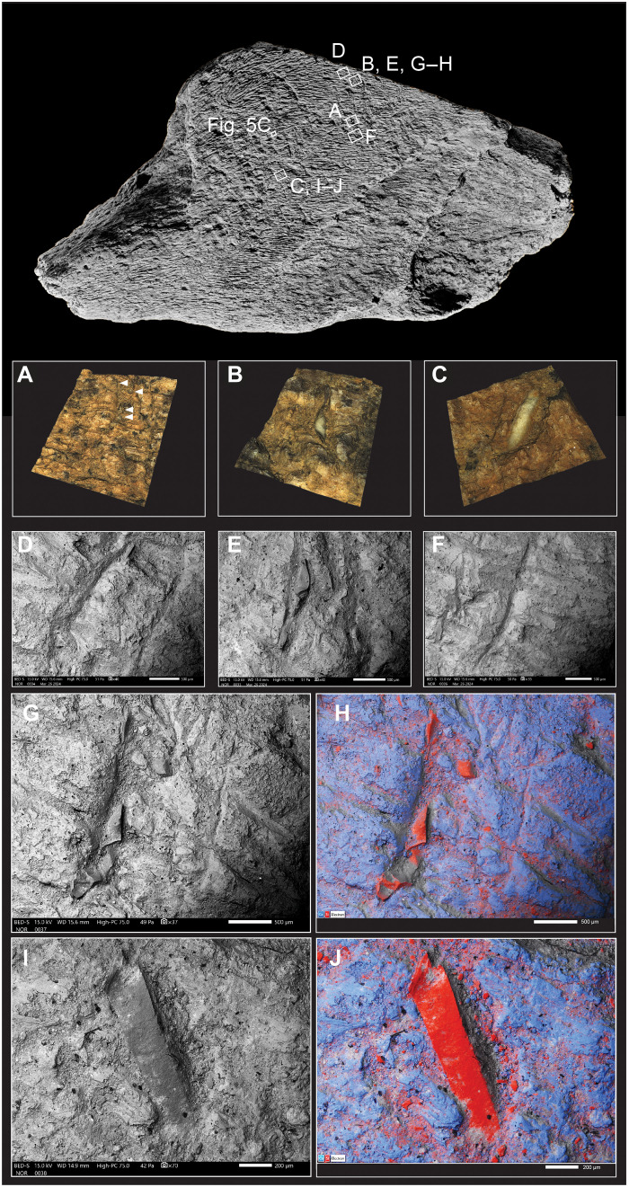 Fig. 8
