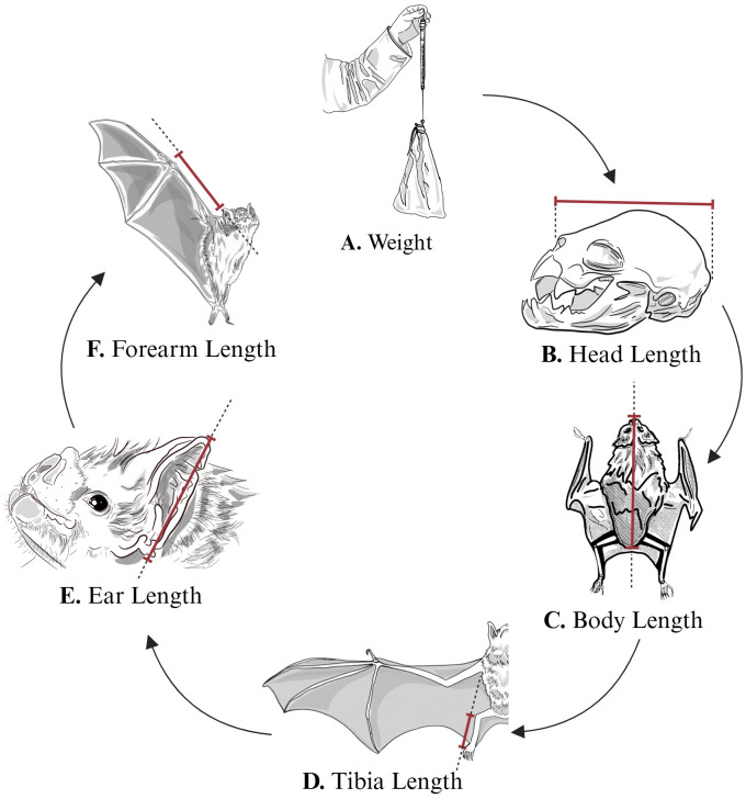 Fig 2