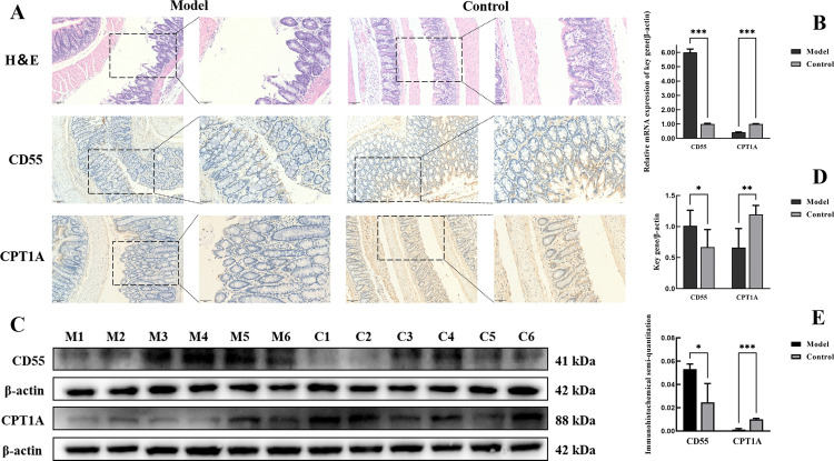 Fig 11
