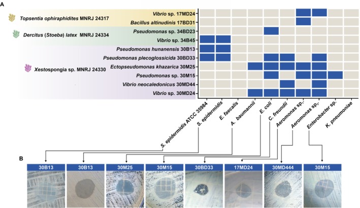 FIGURE 2