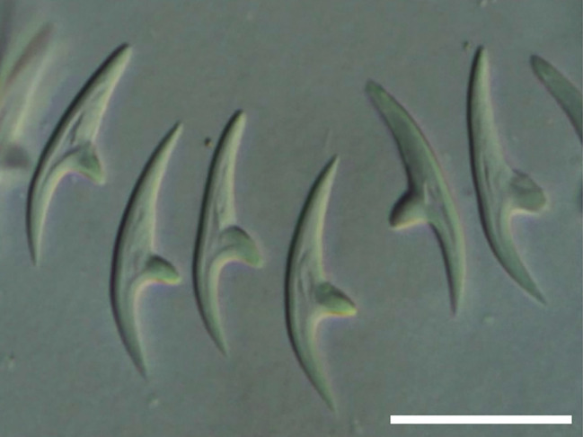 Figure 7