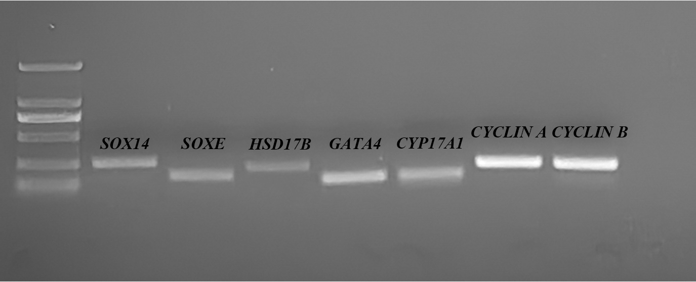 Figure 12