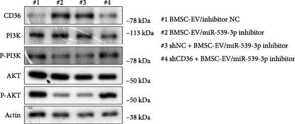 Figure 40
