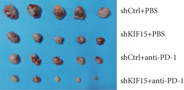 Figure 24