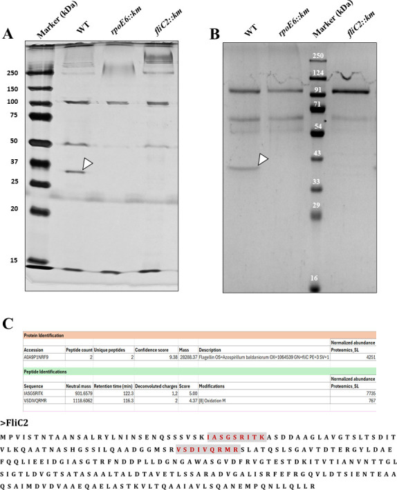 Fig 8