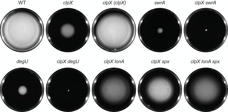 Fig 3